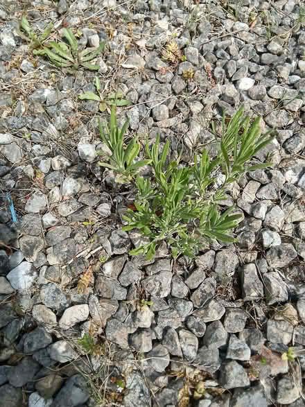 Photo of free Small bare rooted lavender plants (Westbury Fields BS9) #2