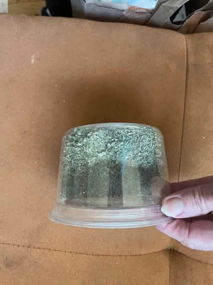 Photo of free Dryer catnip (Oakland) #2