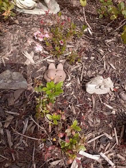 Photo of free Plants (Preston PR2) #2