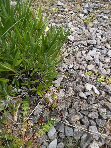 Photo of free Small bare rooted lavender plants (Westbury Fields BS9) #3