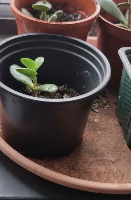 Photo of Small money plant (Haydon Wick SN25) #1