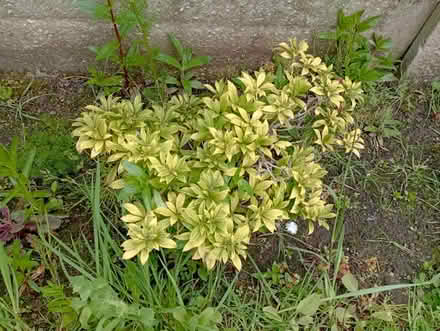 Photo of free Plants (Preston PR2) #1