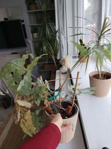 Photo of free Fern (Chessington KT9) #1