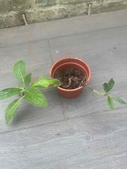 Photo of free 2 healthy baby Echiums (Elephant and Castle) #1