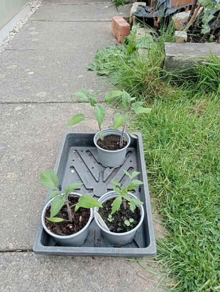 Photo of free Tomato Plants (Dovecote BS37) #1