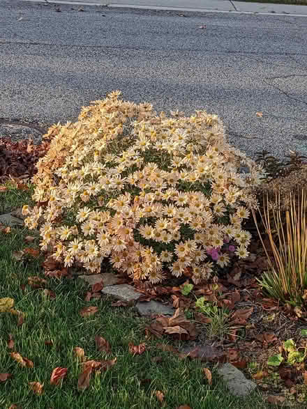 Photo of free Plants! Black-eyed susans, mums (W section, Bowie) #2