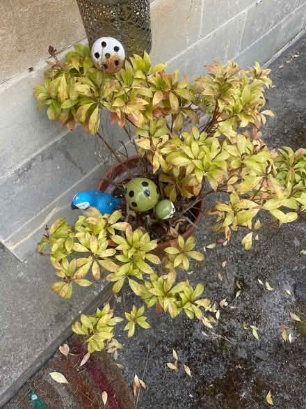 Photo of free Outdoor shrub (Southdown BA2) #1