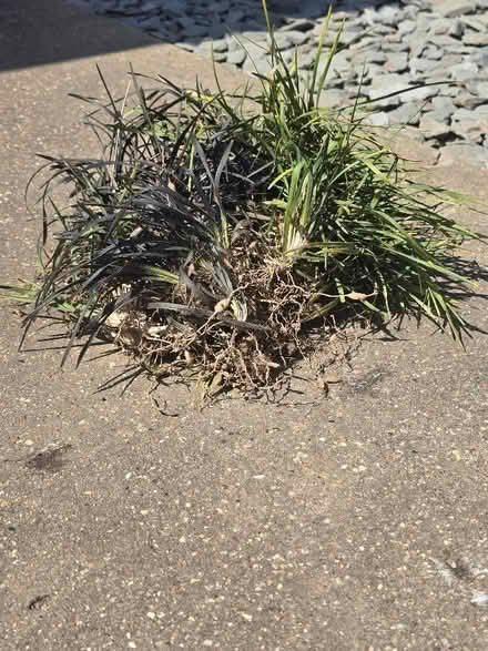 Photo of free Plants (Rochford SS4) #2