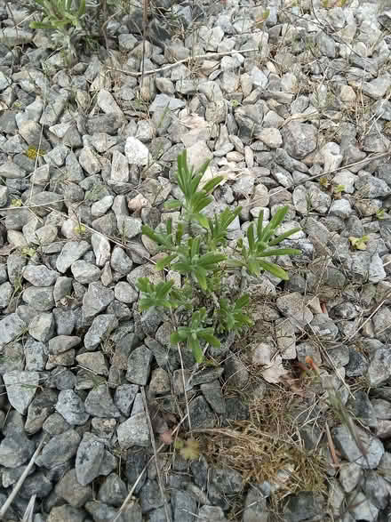 Photo of free Small bare rooted lavender plants (Westbury Fields BS9) #4