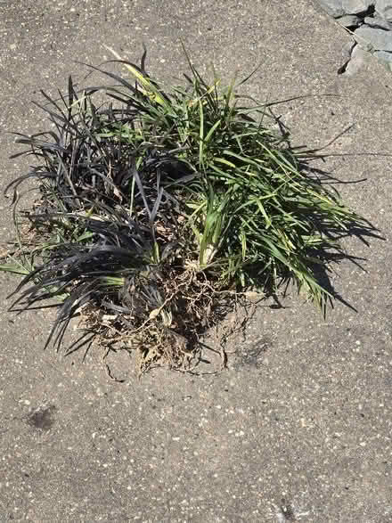 Photo of free Plants (Rochford SS4) #3