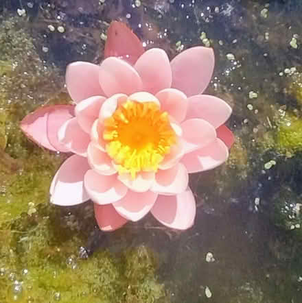 Photo of free Water lily's need rescuing (Milborne Port) #1