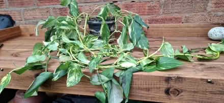 Photo of free House plant..trailing/long (Malvern WR14) #1