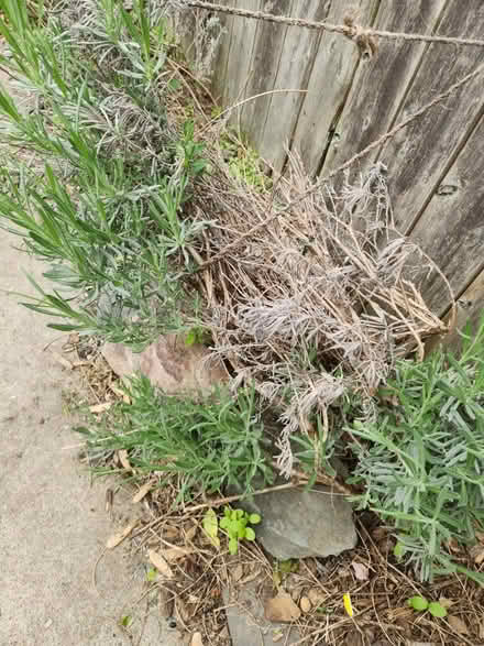 Photo of free Lavender plants (Aberdeen) #1