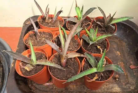 Photo of free Succulent plants (South Tonbridge TN9) #2