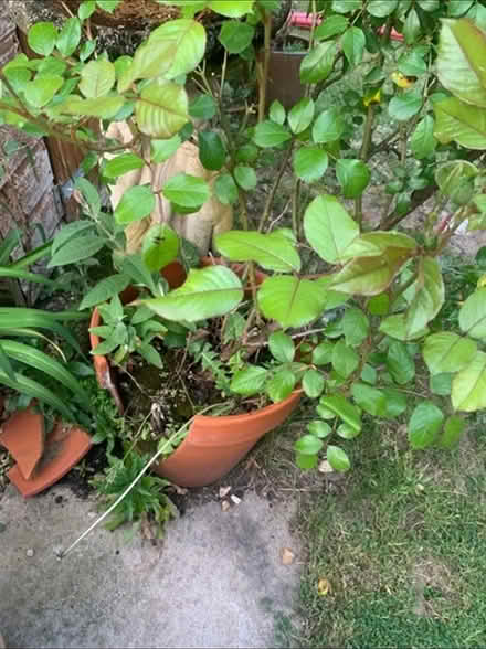 Photo of free Large white rose shrub in pot (Coventry CV6) #1