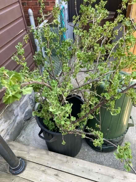 Photo of free Red Currant Bush (Somerset/Bayswater) #1