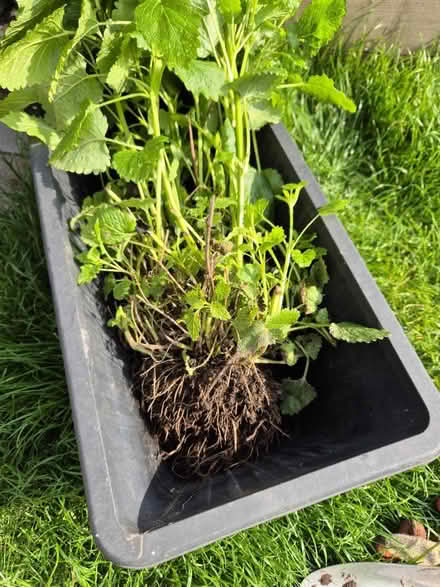 Photo of free Lemon Balm Plant (DE3) #2