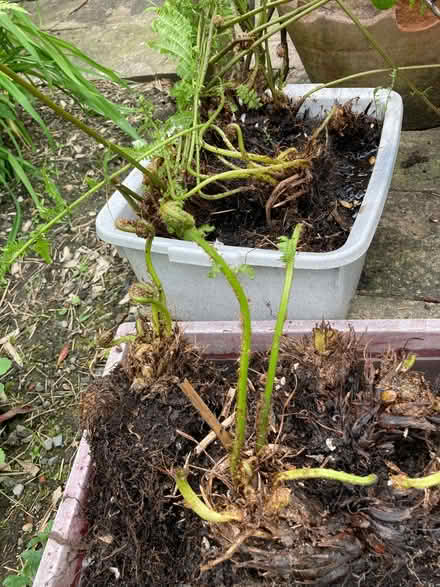 Photo of free Ferns and tree saplings (Hallgarth LA9) #3