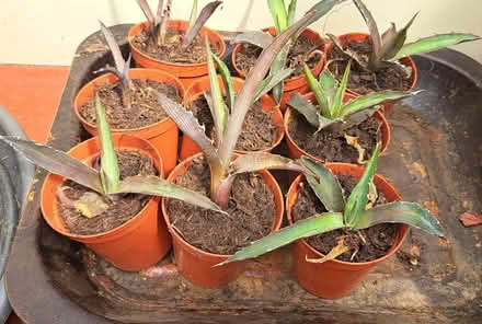 Photo of free Succulent plants (South Tonbridge TN9) #3