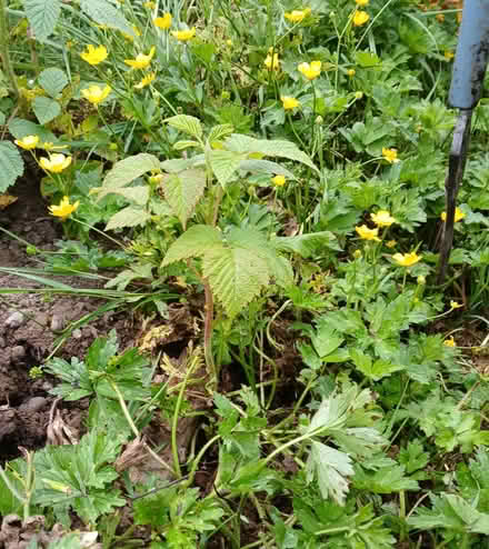 Photo of free Raspberry plant (Nearest X: Elizabeth & South) #1