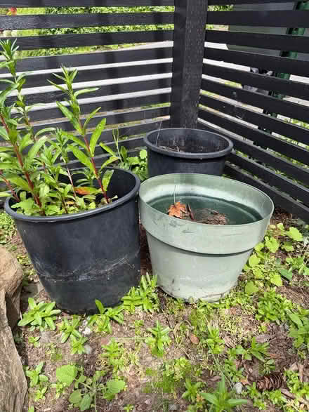 Photo of free Medium large size plant pots (North Ballard) #2