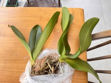 Photo of free Orchid plants x 3 (Headington OX3) #1