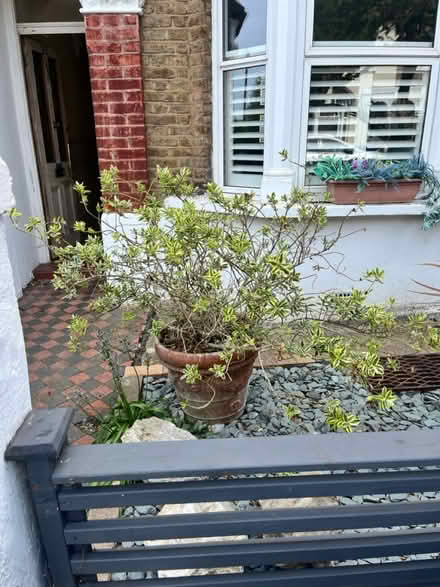 Photo of free Various plants, soil, trough & pots (South Norwood SE25) #1