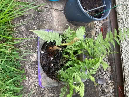 Photo of free Ferns and tree saplings (Hallgarth LA9) #2