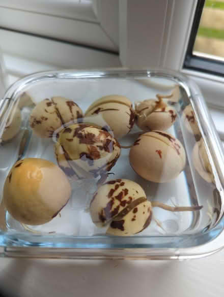 Photo of free Avocado peeps (Sheffield intake S12) #1