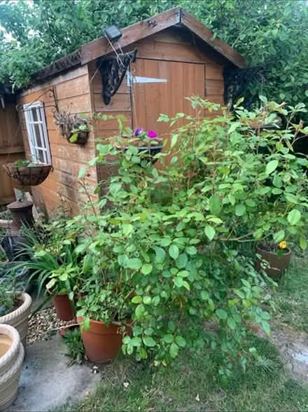Photo of free Large white rose shrub in pot (Coventry CV6) #2