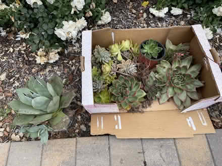 Photo of free 2 flax plants + 2 blue agave (Los Altos) #1