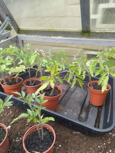Photo of free Tomato plants (Intake S12) #1