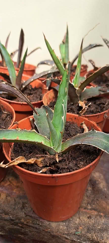 Photo of free Succulent plants (South Tonbridge TN9) #1