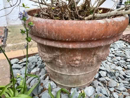 Photo of free Various plants, soil, trough & pots (South Norwood SE25) #3