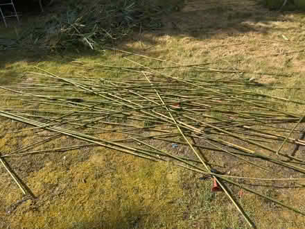 Photo of free Bamboo (Farnborough) #1