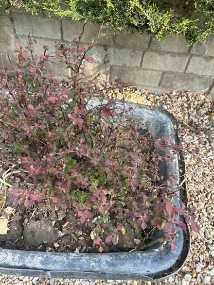 Photo of free Berberis (North Woodchester GL5) #1