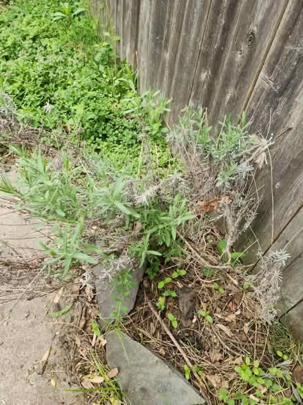 Photo of free Lavender plants (Aberdeen) #2