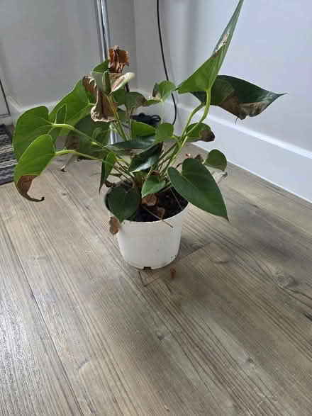 Photo of free house plant (Mickleover DE3) #1