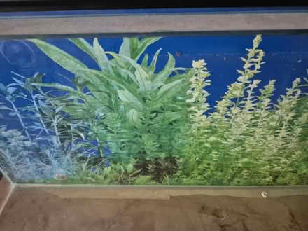 Photo of free Small fish tank (Walkers Heath B38) #1