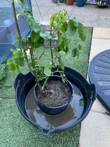 Photo of free Yellow rose (Portsmouth - PO4 Milton) #1