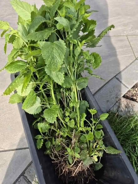 Photo of free Lemon Balm Plant (DE3) #3