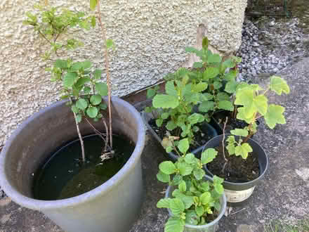 Photo of free Ferns and tree saplings (Hallgarth LA9) #1