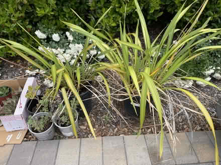 Photo of free 2 flax plants + 2 blue agave (Los Altos) #2