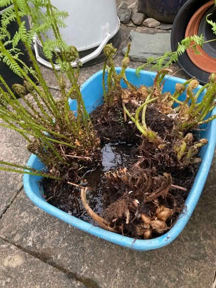 Photo of free Ferns and tree saplings (Hallgarth LA9) #4