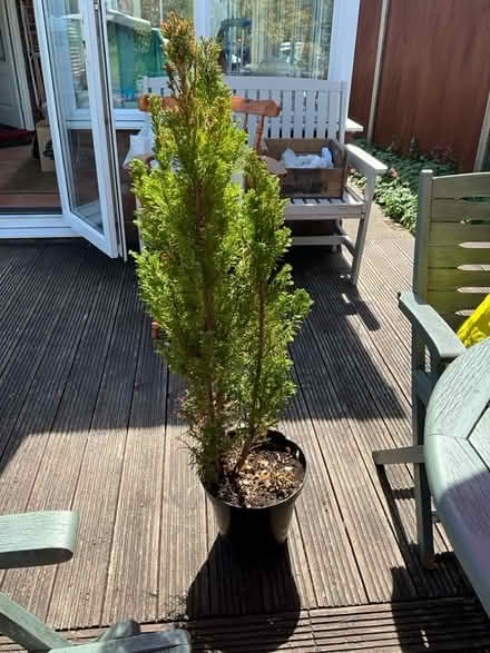 Photo of free For tree in pot (Sprowston NR7) #1