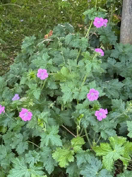 Photo of free Perennial geranium (Eastbourne BN21) #1