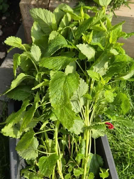 Photo of free Lemon Balm Plant (DE3) #1