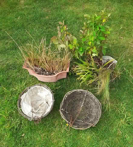 Photo of free Garden plants baskets (Southport PR8) #1