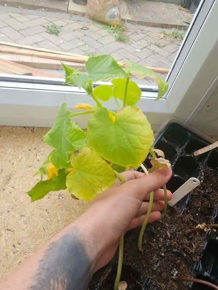 Photo of free Cucumber beans and sunflower (Bromham MK43) #1