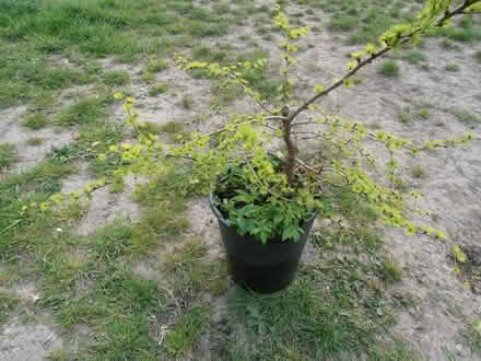 Photo of free Bonsaied Larch tree? (Newnham RG27) #2